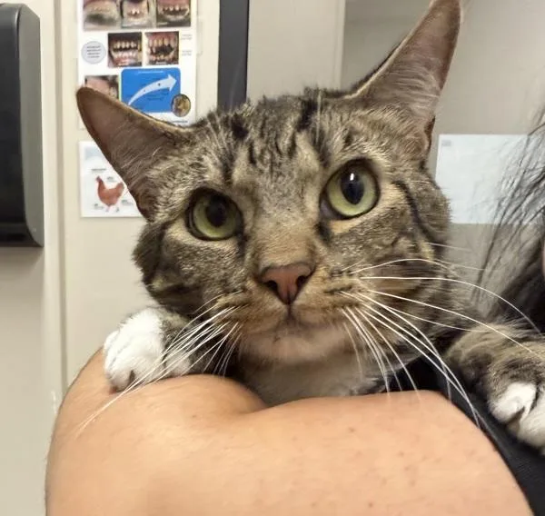 An adult medium-sized male Domestic Short Hair cat named Modo for adoption in Oceanside, CA
