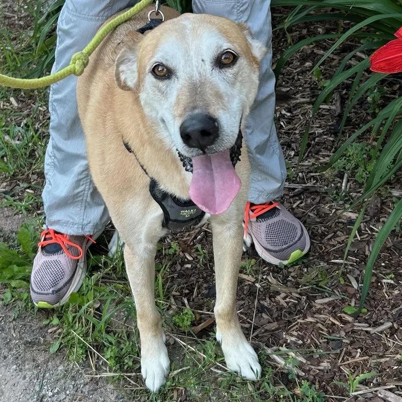 A senior large-sized female Yellow / Tan / Blond / Fawn Labrador Retriever dog named Lily Bean for adoption in Traverse City, MI