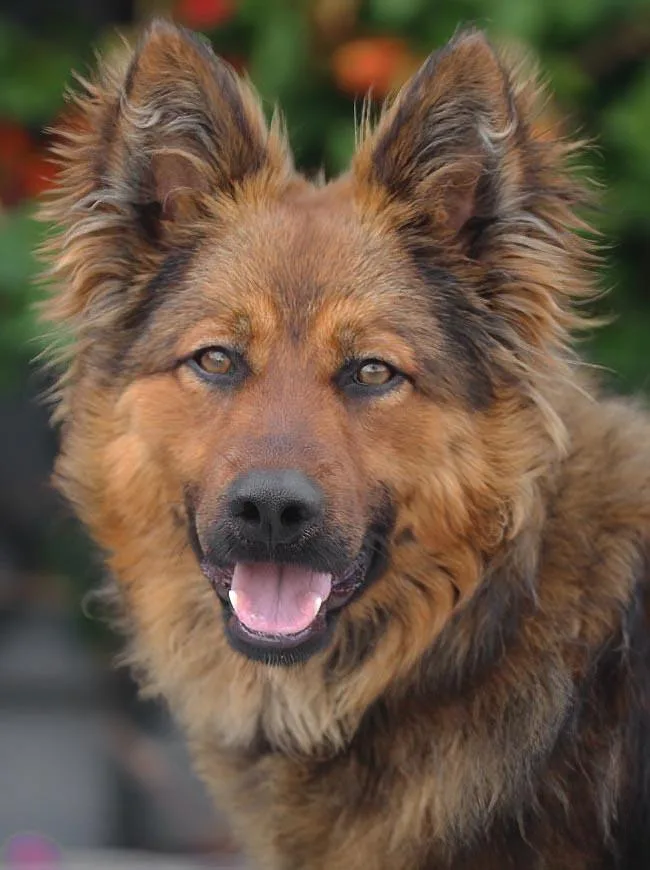 A young large-sized male Sable German Shepherd Dog dog named Rio Von Rieste for adoption in Los Angeles, CA