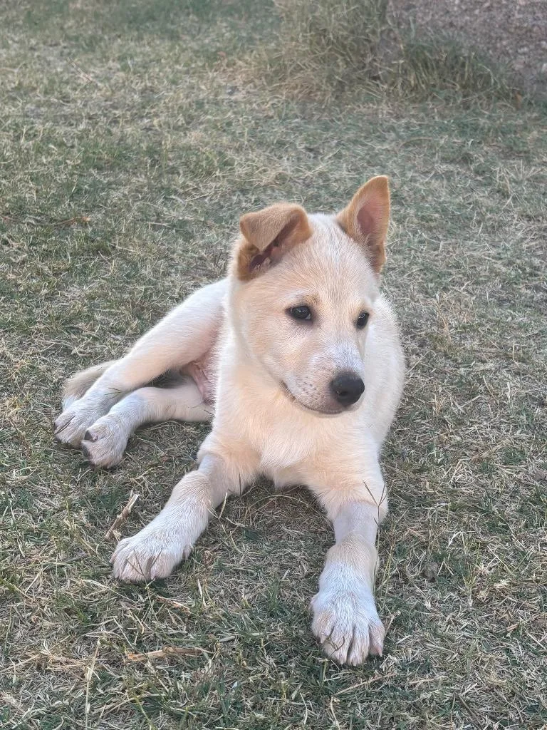 Woodstock thumbnail 2