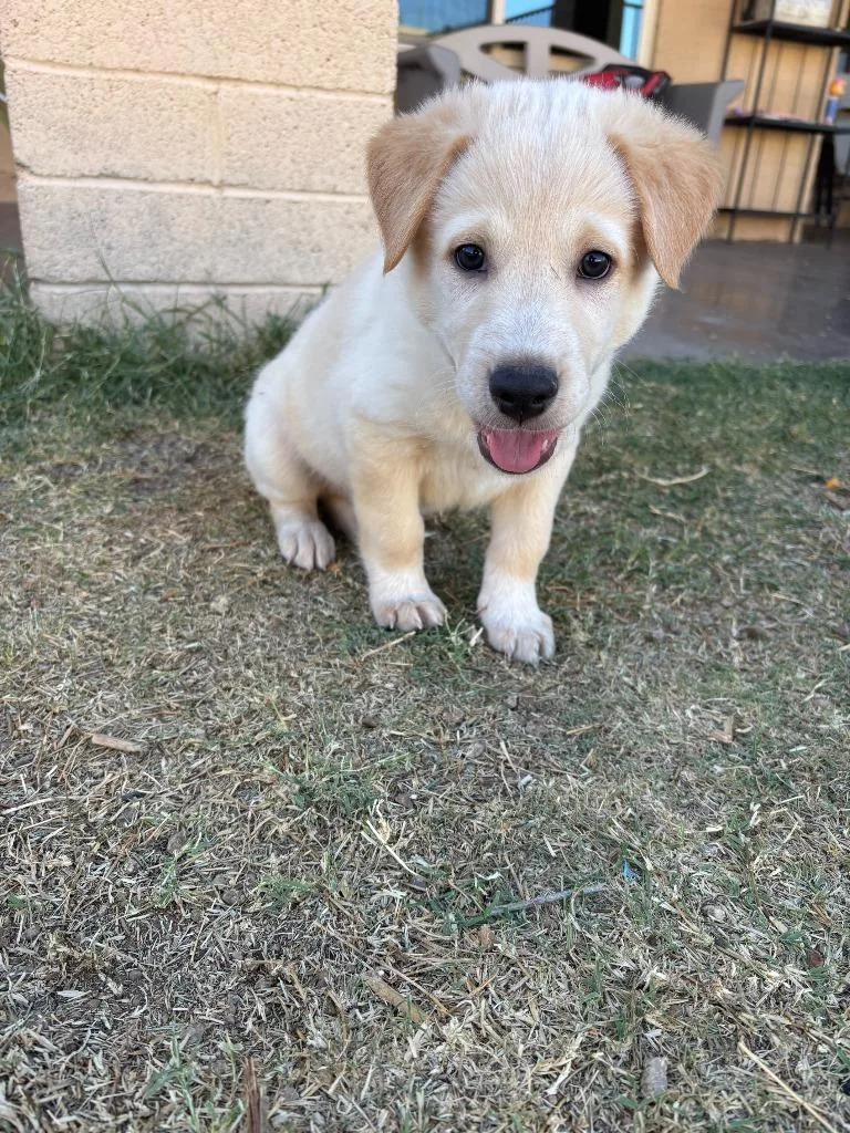 Woodstock thumbnail 3