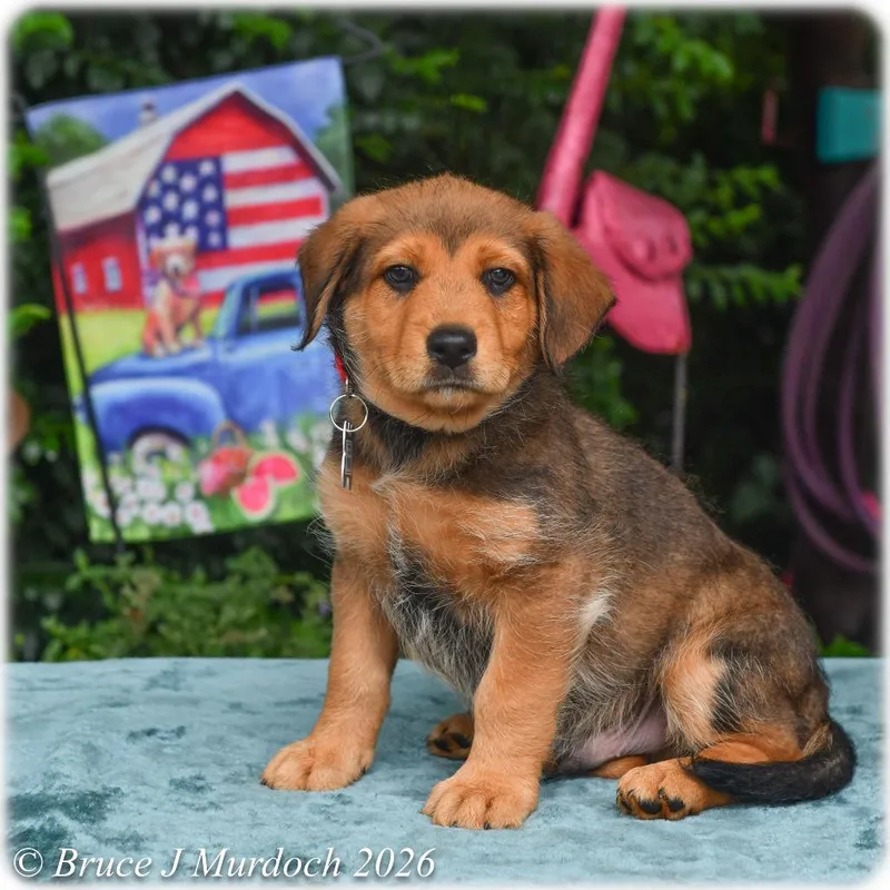A baby small-sized male Black Labrador Retriever dog named Twix for adoption in Wake Forest, NC