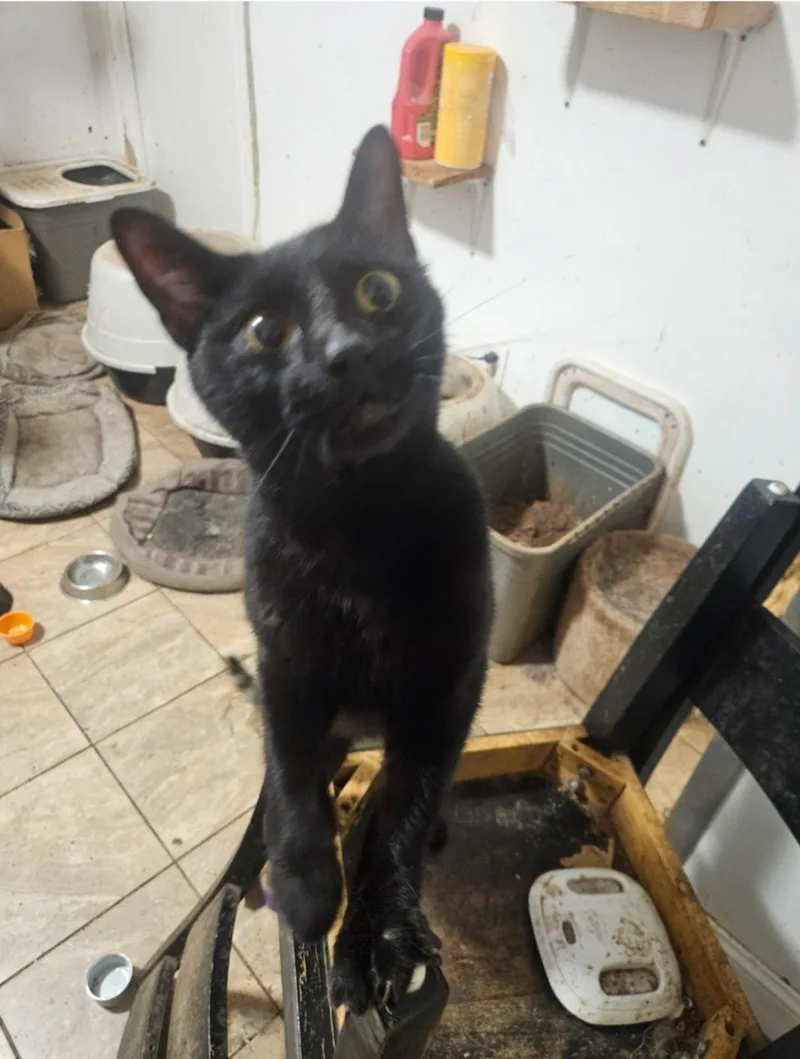A young medium-sized male Black Domestic Short Hair cat named Abyssinian for adoption in Brooklyn, NY