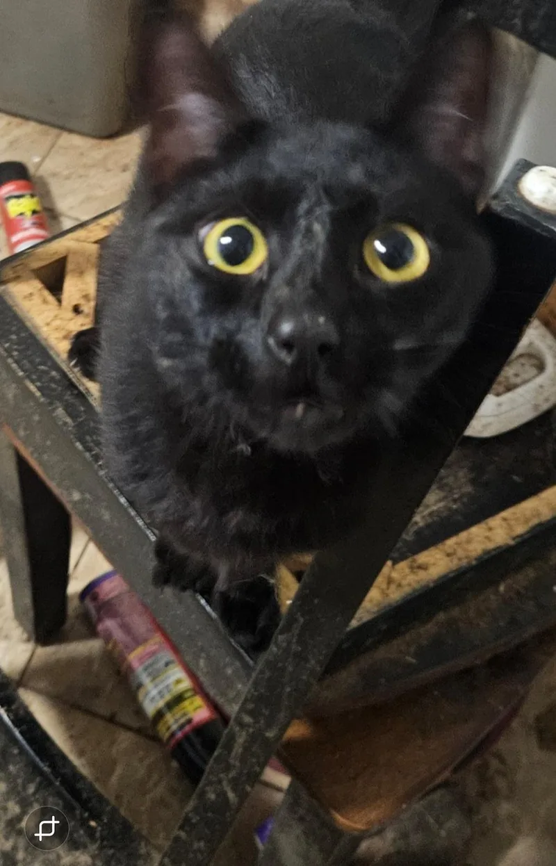 Abyssinian thumbnail 3