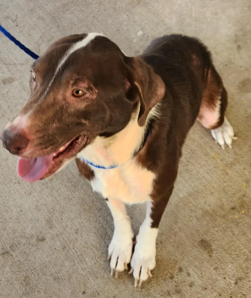 A young medium-sized male Hound dog named Tom for adoption in Belton, TX