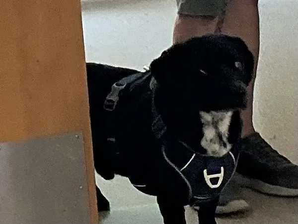 Bocephus