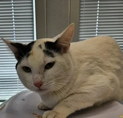 An adult medium-sized male Domestic Short Hair cat named Bojack for adoption in Lafayette, IN