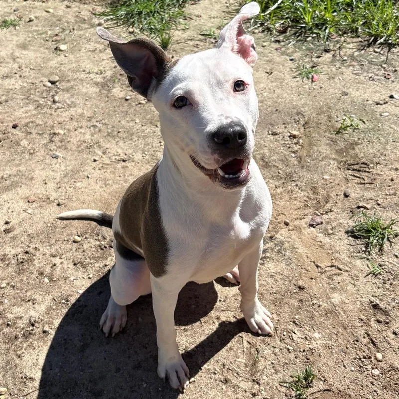 A young medium-sized female Terrier dog named Hannah for adoption in Calverton, NY
