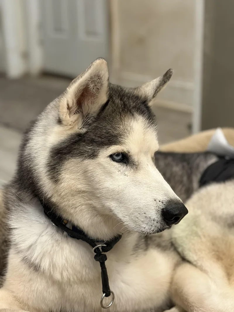 A senior large-sized male Siberian Husky dog named Benjamin for adoption in Indianapolis, IN