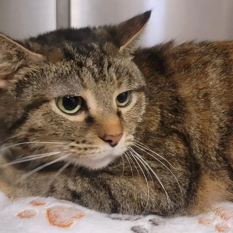 An adult medium-sized female Brown / Chocolate Domestic Short Hair cat named Lima for adoption in Tipton, IN