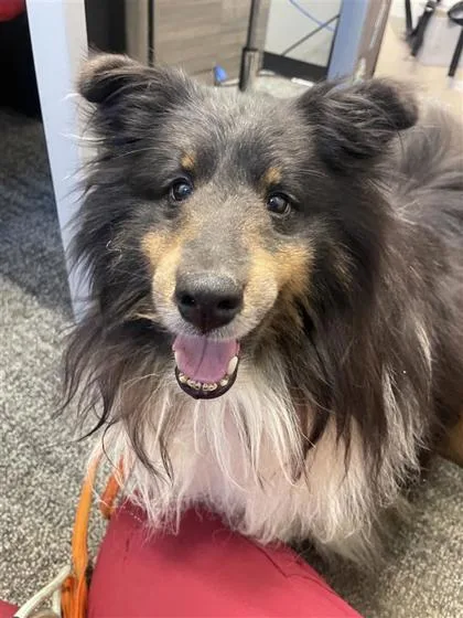 A senior medium-sized male Shetland Sheepdog / Sheltie dog named Hunter for adoption in West Chester, PA