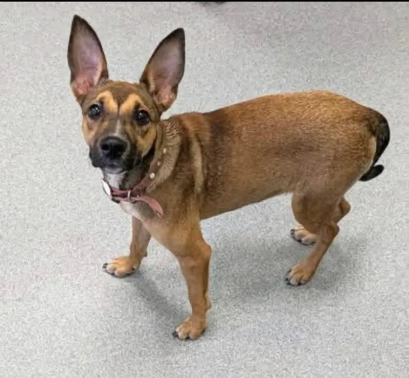 A baby medium-sized female Mixed Breed dog named Pearl for adoption in Blountville, TN