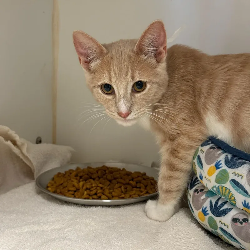 A baby medium-sized female Buff & White Oriental Short Hair cat named Wisteria for adoption in Kent, WA