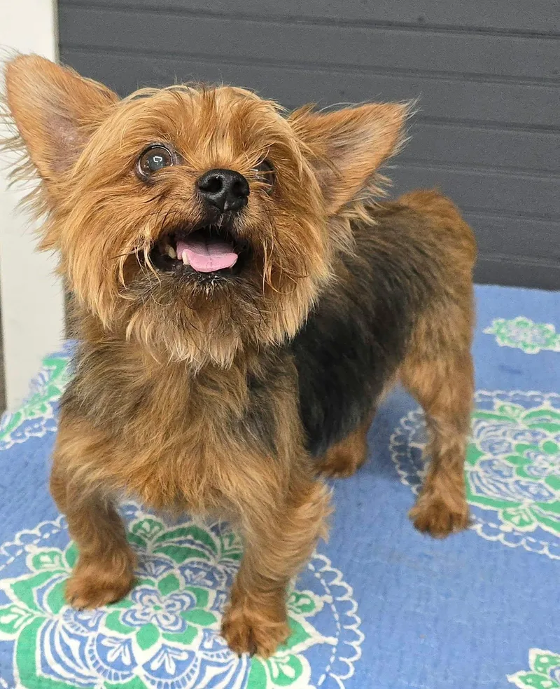 A senior small-sized male Yorkshire Terrier dog named Mo for adoption in Newport, TN