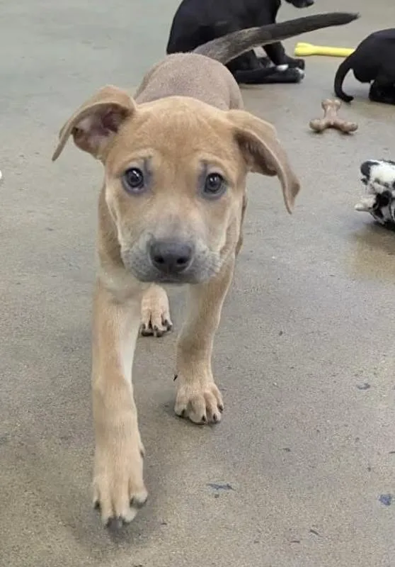 A baby medium-sized female White / Cream Boxer dog named Possum for adoption in Morganton, NC