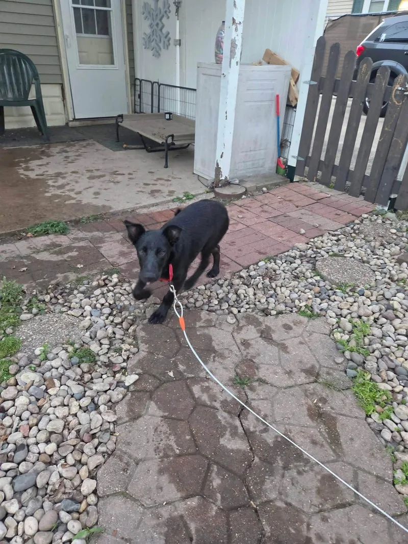 A baby medium-sized male Labrador Retriever dog named Daytona for adoption in New London, WI