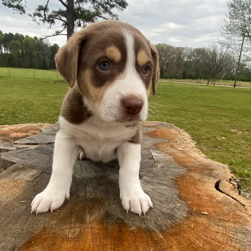 A baby medium-sized female White / Cream Labrador Retriever dog named Phoebe for adoption in New Orleans, LA
