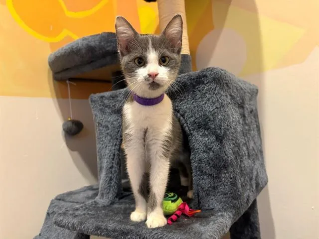 A baby small-sized female Domestic Short Hair cat named Monique for adoption in Santa Clara, CA