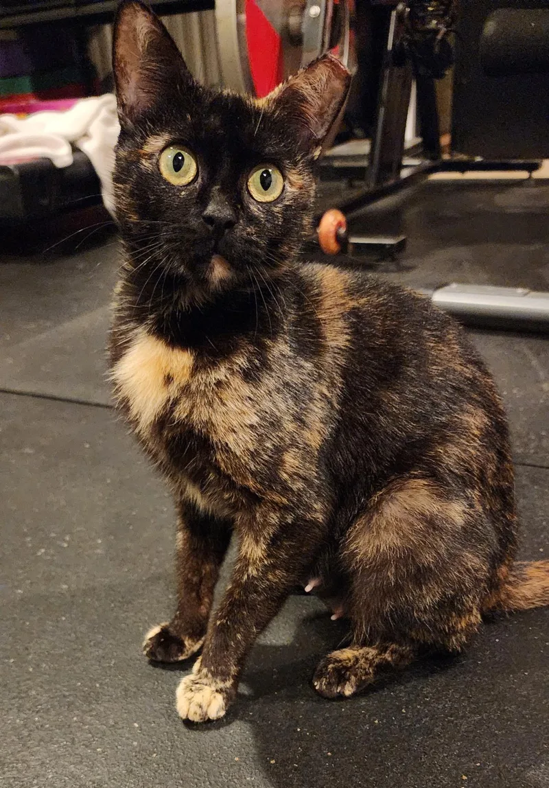 A young small-sized female Tortoiseshell Domestic Short Hair cat named Mablean for adoption in Seven Valleys, PA