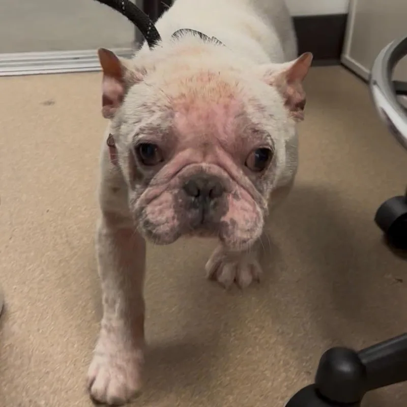 A young small-sized male White / Cream French Bulldog dog named Bingo for adoption in Mission Hills, CA