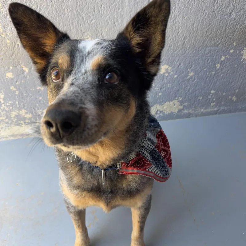 A senior medium-sized male Gray / Blue / Silver Australian Cattle Dog / Blue Heeler dog named Chase for adoption in Kyle, TX