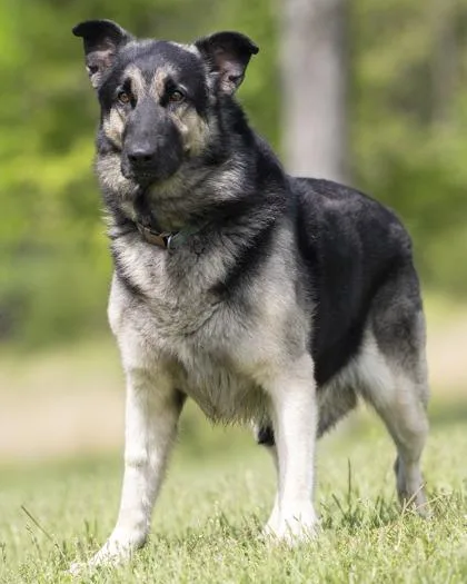 An adult large-sized male Black German Shepherd Dog dog named Bentley for adoption in Bedford, IN