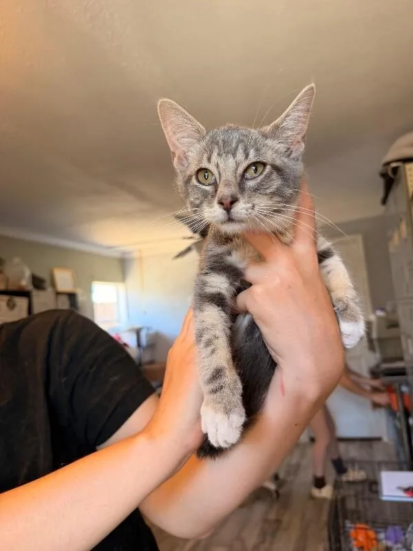 A young medium-sized male Tabby cat named Oak for adoption in Chattanooga, TN
