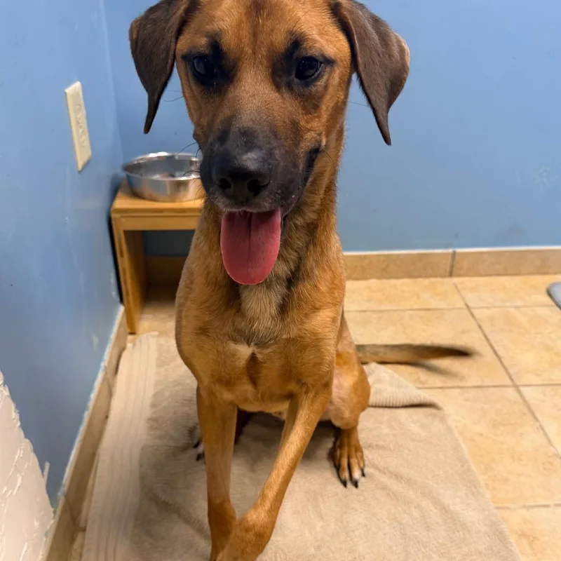 An adult medium-sized male Brown / Chocolate Hound dog named Pixar for adoption in Columbus, GA
