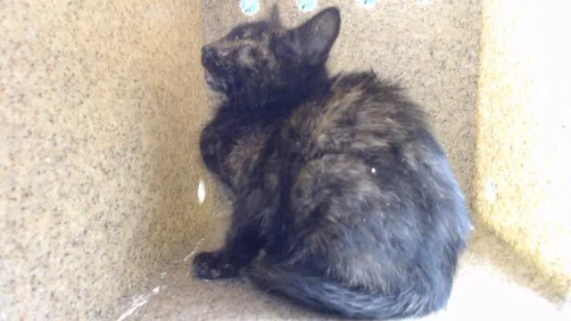 A baby medium-sized female Domestic Short Hair cat named Haven for adoption in Downey, CA