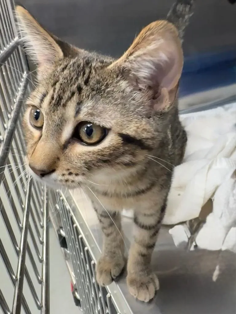 A baby medium-sized male Domestic Short Hair cat named Rex for adoption in Little Rock, AR