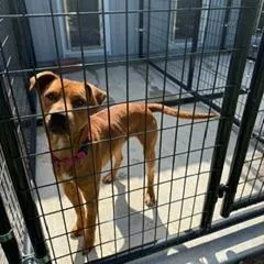 An adult medium-sized male Red / Chestnut / Orange Pit Bull Terrier dog named Mumbles for adoption in Bendena, KS