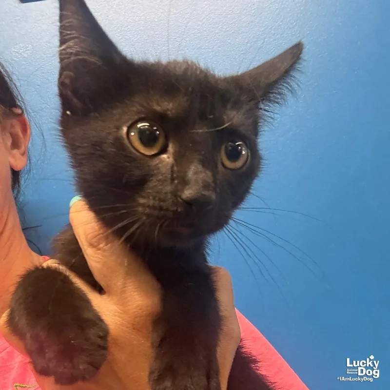 A baby medium-sized male Black Domestic Short Hair cat named Timmie for adoption in Washington, DC