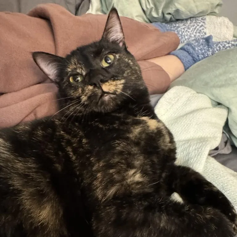 A young small-sized female Domestic Short Hair cat named Amelia for adoption in Pitman, NJ