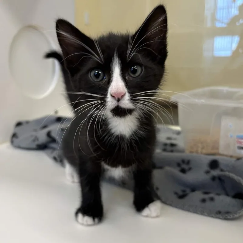 A baby small-sized male Black Domestic Short Hair cat named Klaus for adoption in Beaumont, TX