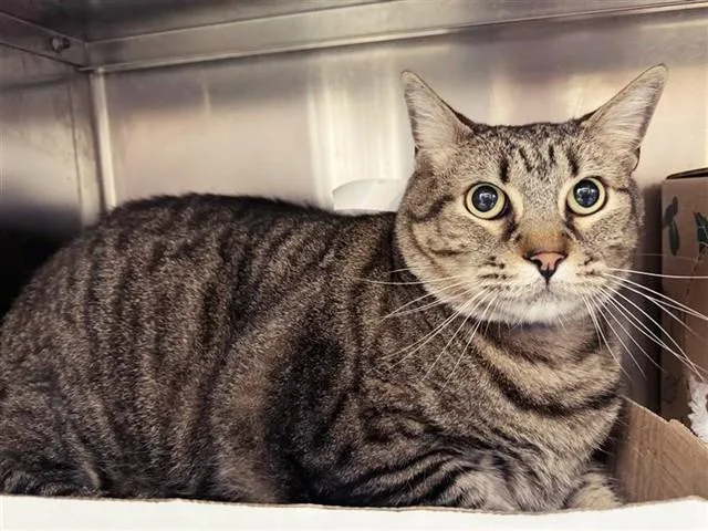 An adult large-sized male Domestic Short Hair cat named Leo for adoption in Saint Louis, MO