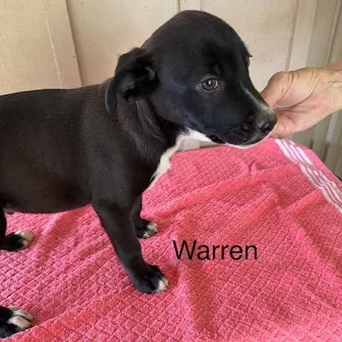 A baby medium-sized male Black Mixed Breed dog named Warren for adoption in Alexandria, VA
