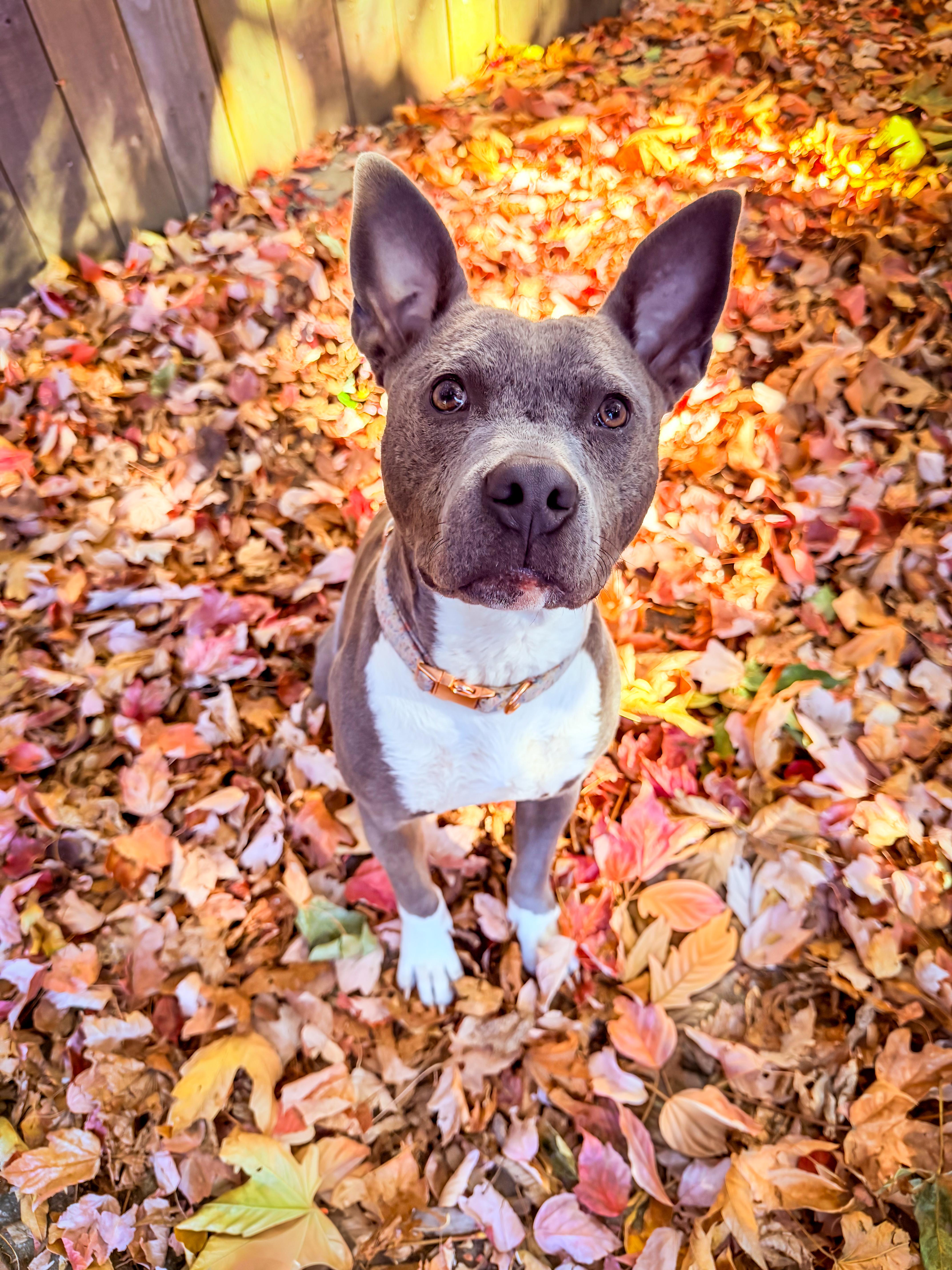 A young medium-sized female Gray / Blue / Silver Pit Bull Terrier dog named Ember for adoption in La Center, WA