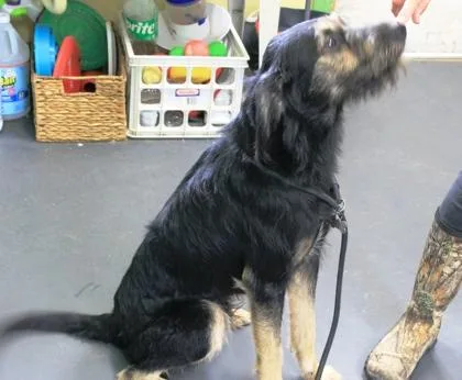 An adult large-sized male Wirehaired Pointing Griffon dog named Otis for adoption in Picayune, MS