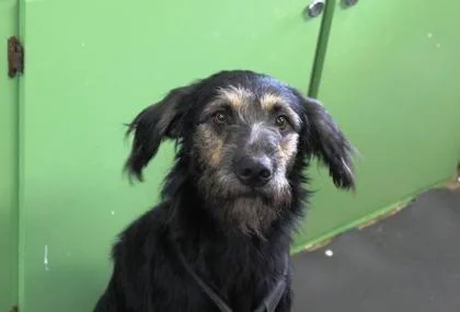 Otis thumbnail 3
