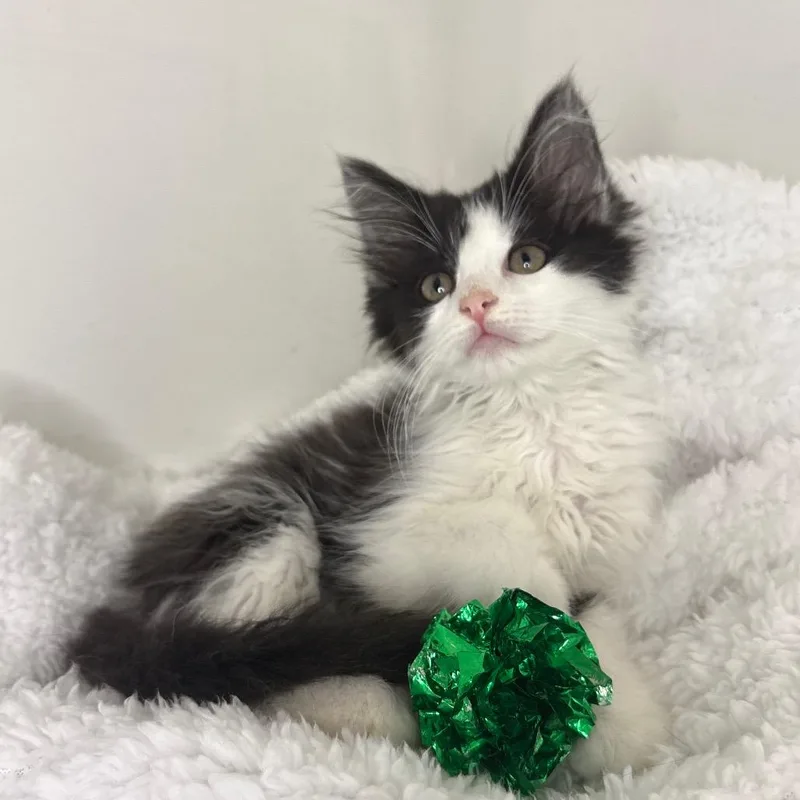 A baby small-sized male Black Domestic Long Hair cat named Leo for adoption in Lexington, KY