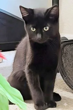 A baby medium-sized male Black Domestic Short Hair cat named Chai A for adoption in North Highlands, CA