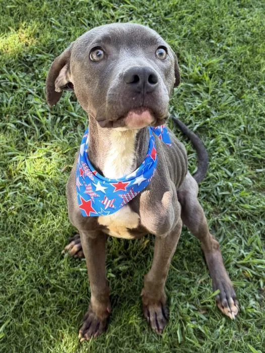 A young medium-sized male Pit Bull Terrier dog named James for adoption in Tulsa, OK