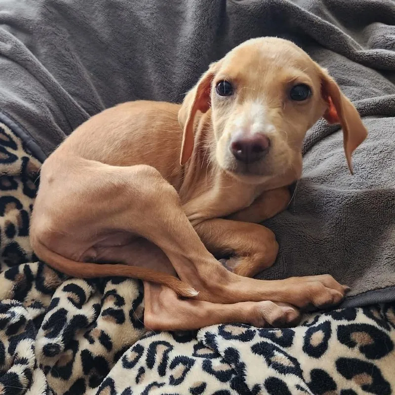 Bambi