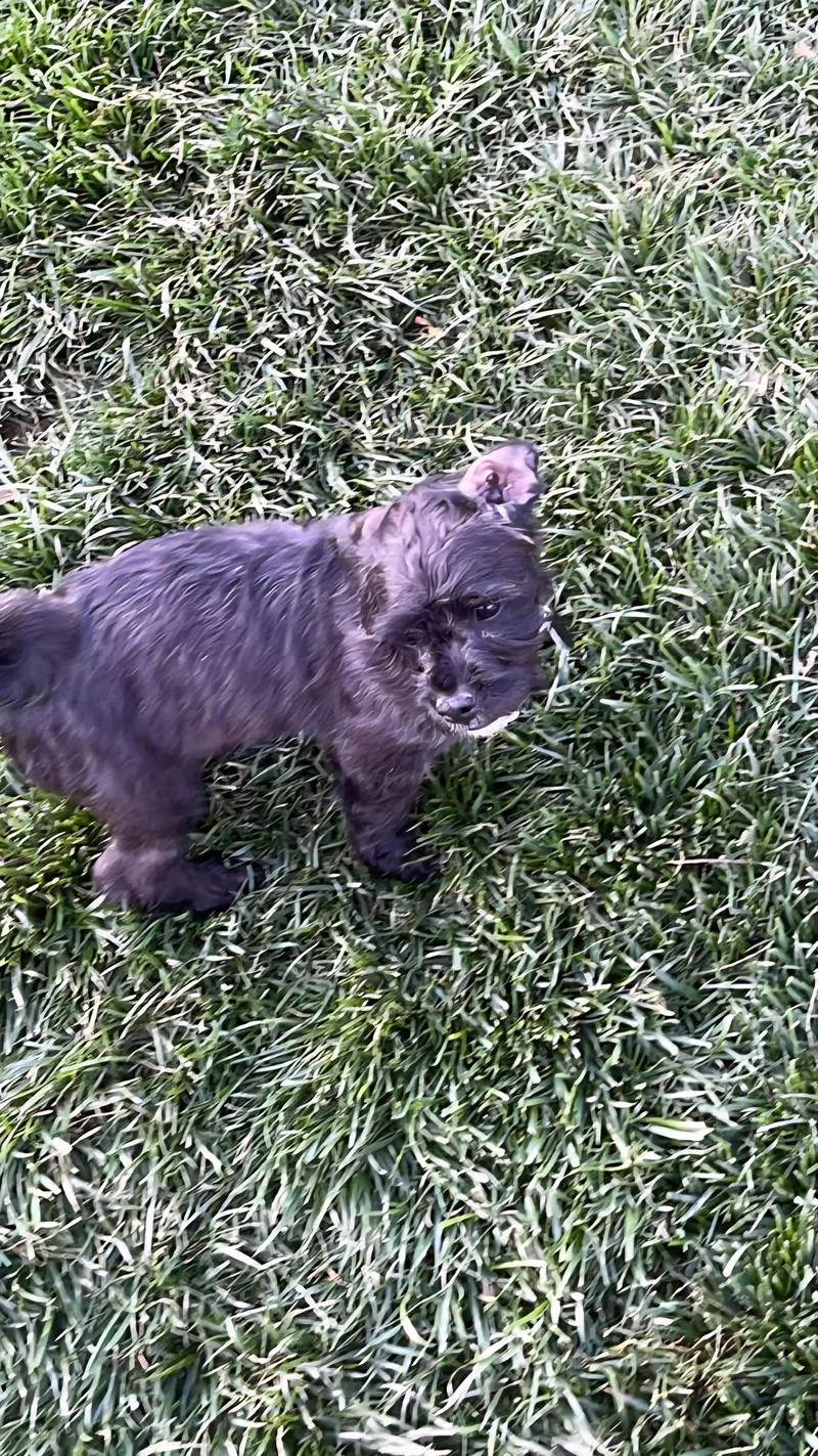 A baby small-sized female Miniature Poodle dog named Chelsie for adoption in Florissant, MO