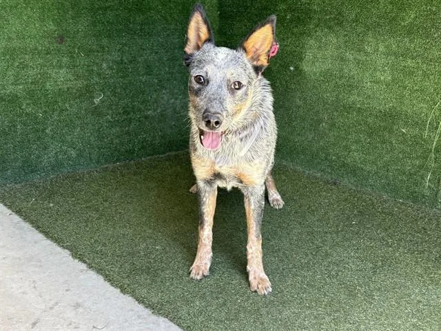 A young medium-sized female Australian Cattle Dog / Blue Heeler dog named Sol for adoption in Lancaster, CA