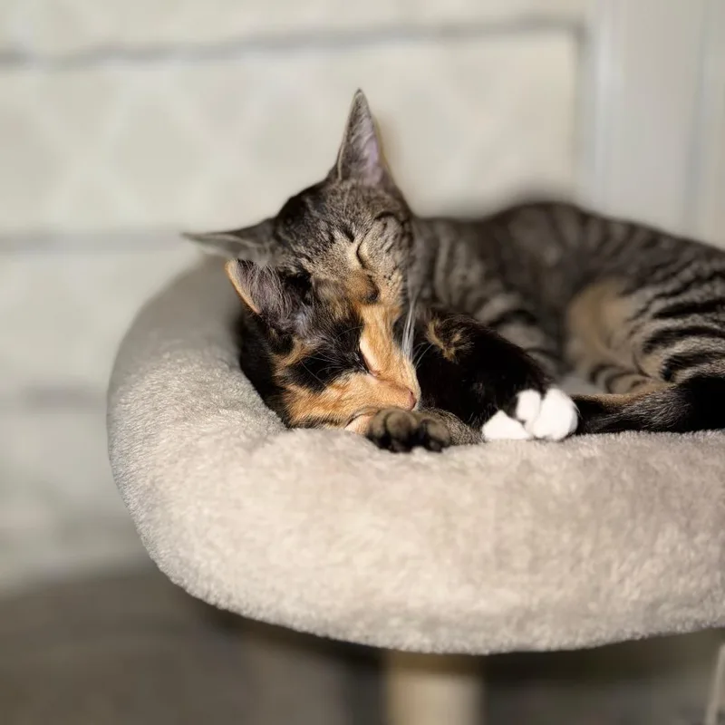 A baby small-sized female Brown / Chocolate Domestic Short Hair cat named Anise for adoption in Alexandria, VA
