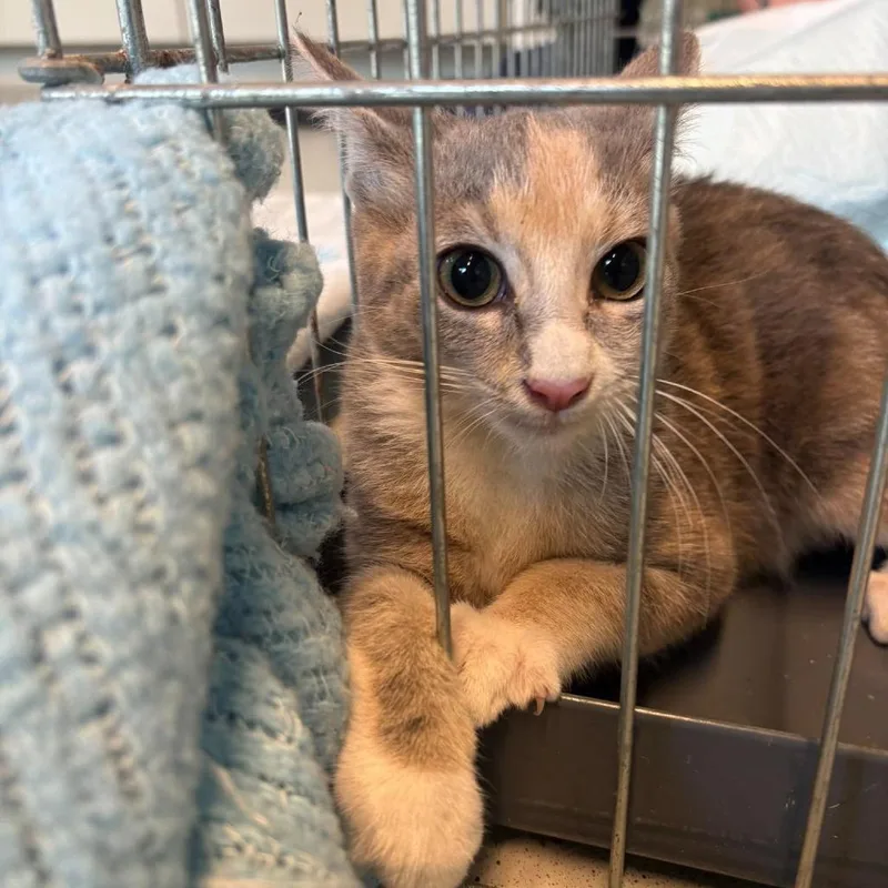 A baby small-sized female Tortoiseshell Domestic Short Hair cat named Georgette for adoption in Huntington, WV