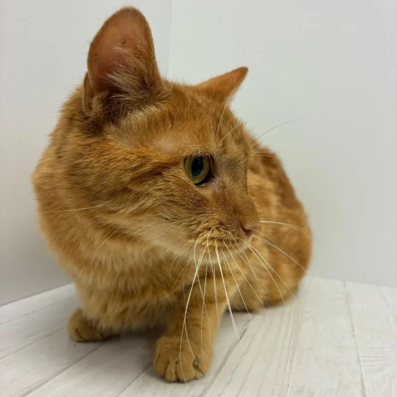 A senior medium-sized male Orange / Red Domestic Short Hair cat named Oatmeal Cream for adoption in Dayton, OH
