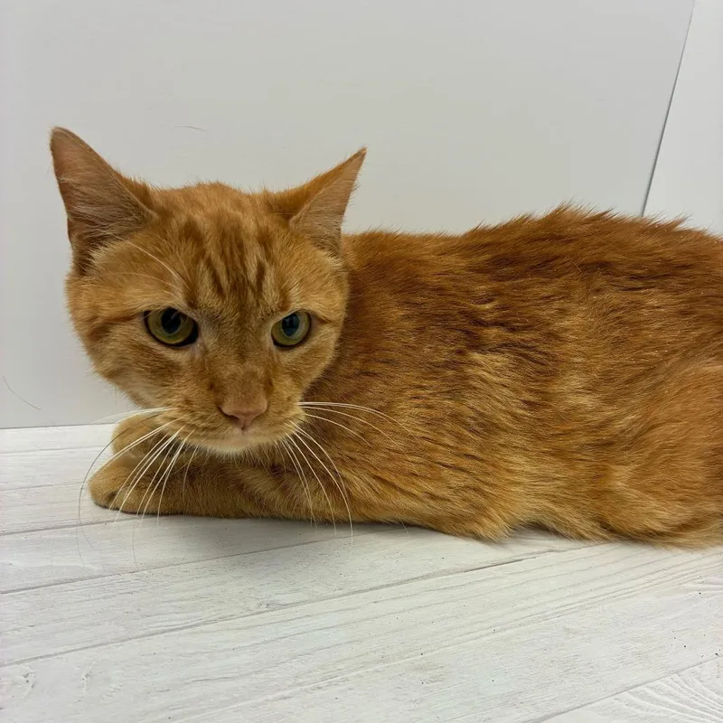 Oatmeal Cream thumbnail 5