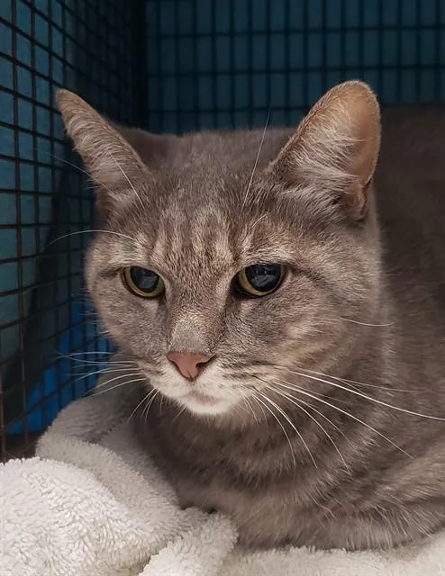 An adult small-sized female Domestic Short Hair cat named Smokey for adoption in Tucson, AZ